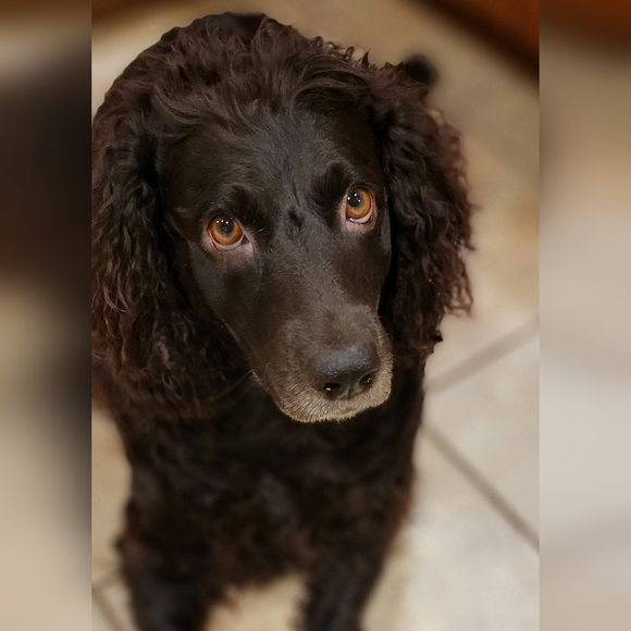 Meet Posher--Melanie - Picture 6 of 9